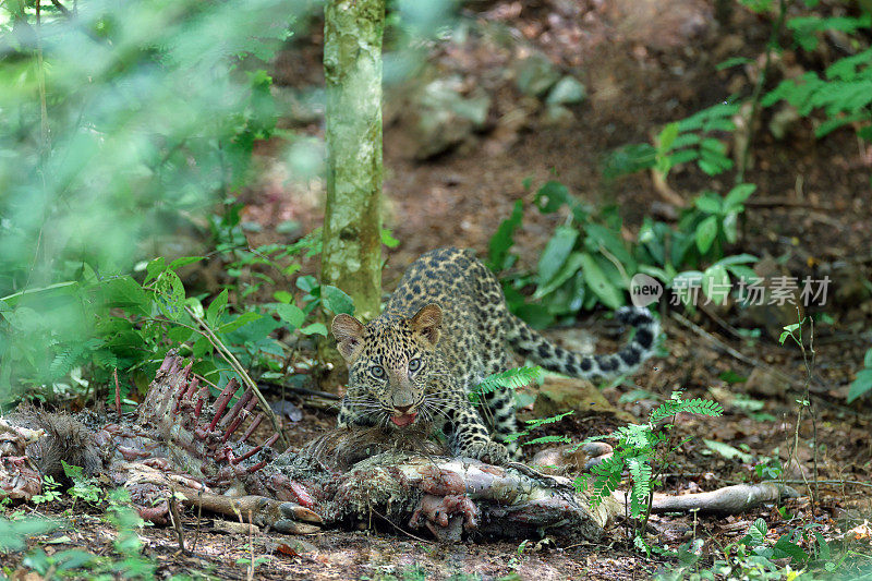 捕猎动物:亚成年豹(Panthera pardus)